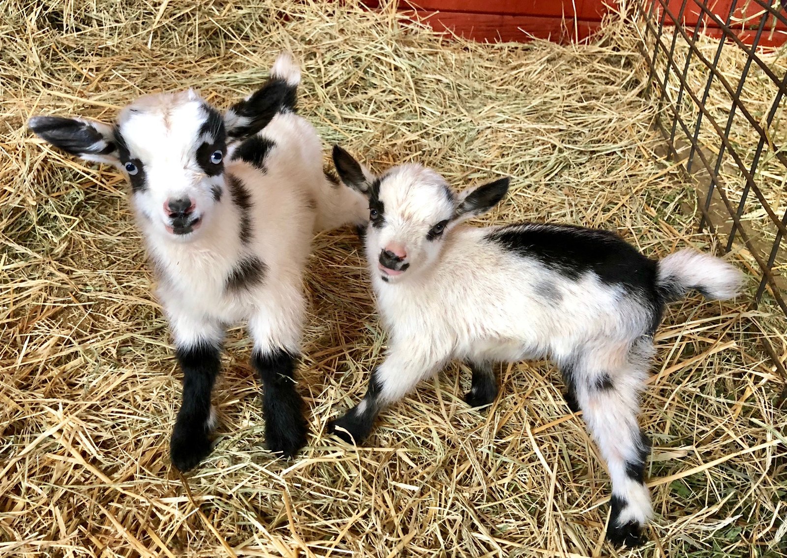 Nigerian Dwarf Goat